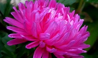 菊花有几种颜色最漂亮